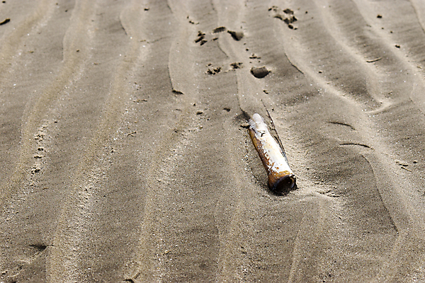 포토 JPG 해외이미지 동물 음식 모래 파도 바다 여행 백그라운드 컨셉 패턴 자연 벽지 추상 조개 건조 사람없음 물 갈색 껍질 칼 해산물 오브젝트 유기농 질감 생물학 면도기 대서양 내추럴 정물화 카피스페이스 해외포토 자연요소 웰빙 교육 컬러 무늬 어패류 위생용품 공백 그림 생태계 파일형식 이미지허브