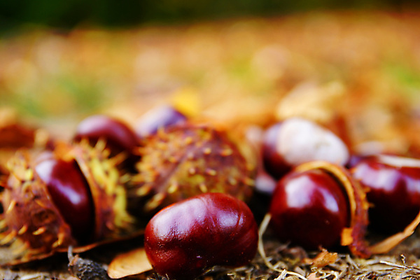 포토 JPG 해외이미지 나무 식물 계절 음식 백그라운드 단풍 잎 과일 자연 사람없음 야외 목재 초록색 컬러풀 갈색 노란색 가을 흰색 신선 닫기 숲 묘사 10월 내추럴 고립 땅바닥 해외포토 컬러 재료 모션 바닥 날짜 생태계 파일형식 이미지허브
