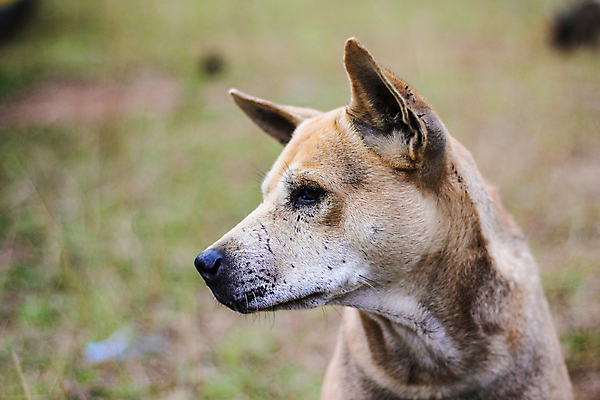 포토 JPG 해외이미지 동물 응시 공원 남자 얼굴 야생동물 백그라운드 포유류 자연 털 사람없음 야외 빨간색 초록색 여름 친구 반려동물 갈색 머리 회색 흰색 닫기 개 고독 숲 코 사냥개 송곳니 기르기 해외포토 시선 계절 공공시설 감정 컬러 관계 모션 사람 신체부위 치아 생태계 돌봄 파일형식 이미지허브