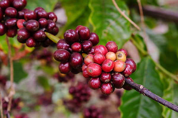 포토 JPG 해외이미지 나무 식물 열매 꽃 산업 아시아 커피 음료 음식 여행 잎 밭 농업 과일 자연 콩 씨앗 사람없음 빨간색 초록색 농장 일몰 카페 원두 수확 성장 나뭇가지 신선 뜨거움 낟알 굽기 유기농 날것 아로마 발리 에스프레소 깊이 밭일 생태학 숙성 아라비카 카페인 해외포토 웰빙 교육 나라 컬러 섬 곡류 노을 상점 구이 생태계 인도네시아 파일형식 이미지허브
