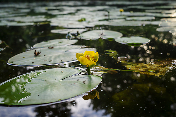 포토 JPG 해외이미지 식물 계절 공원 꽃잎 꽃 호수 선 백그라운드 잎 꽃무늬 자연 휴식 사람없음 야외 초록색 물 강 컬러풀 반사 노란색 환경 침묵 봄 벚꽃 연못 개화 큼 묘사 명상 싱글 내추럴 패드 해외포토 자연요소 공공시설 컬러 컨셉 무늬 소리 크기 생태계 파일형식 이미지허브