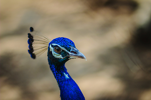 포토 JPG 해외이미지 동물 공원 여자 남자 얼굴 야생동물 백그라운드 청소년 자연 조류 왕관 사람없음 옆모습 초록색 파란색 컬러풀 농장 머리 정원 활발 입 우아함 공작 깃털 묘사 꼬리 부리 새장 목 보여주기 내추럴 밭일 해외포토 공공시설 뷰포인트 컬러 컨셉 농업 모션 사람 신체부위 생태계 케이지 파일형식 이미지허브