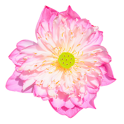 포토 JPG 해외이미지 식물 꽃 분홍색 꽃무늬 자연 연꽃 사람없음 컬러풀 노란색 벚꽃 흰색 개화 닫기 정상 묘사 내추럴 고립 해외포토 컬러 무늬 모션 생태계 파일형식 이미지허브