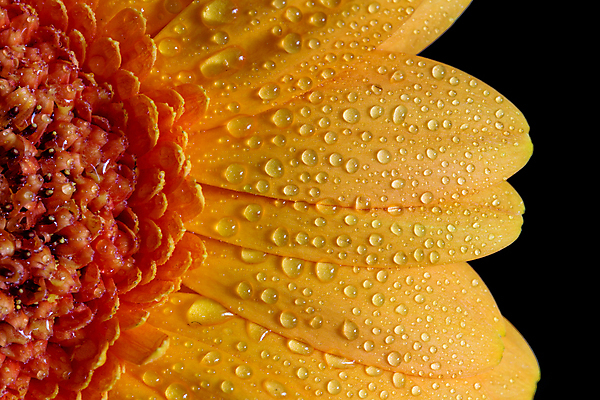 포토 JPG 해외이미지 식물 1 계절 꽃잎 꽃 줄기 분홍색 꽃무늬 오렌지 자연 사람없음 장식 빨간색 물 컬러풀 노란색 머리 정원 검은색 봄 젖음 벚꽃 신선 개화 떨어짐 묘사 싱글 데이지 거베라 내추럴 고립 해외포토 자연요소 컬러 컨셉 무늬 과일 신체부위 생태계 파일형식 이미지허브