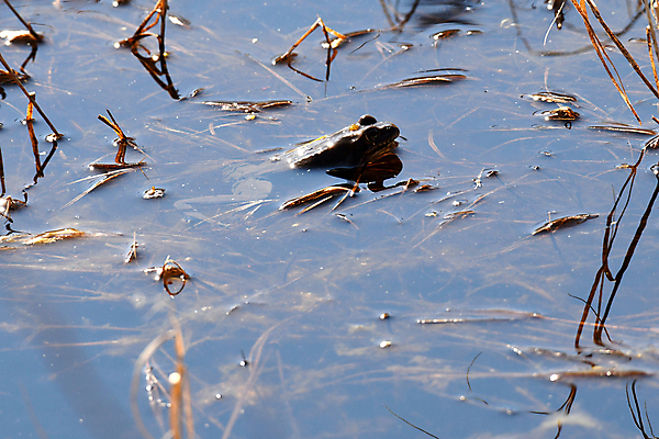 포토 JPG 해외이미지 파충류 자연 개구리 양서류 사람없음 도마뱀 해외포토 동물 생태계 파일형식 이미지허브