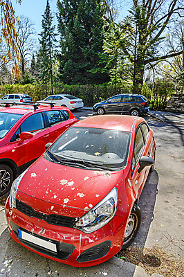 포토 JPG 해외이미지 나무 꽃 자동차 유리 조류 거리 사람없음 빨간색 노란색 흰색 얼룩 주차 아스팔트 먼지 꽃가루 자작나무 제비 해외포토 식물 동물 도로 육상교통 컬러 재질 가루 파일형식 이미지허브