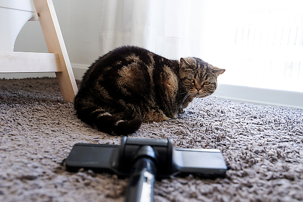 포토 JPG 해외이미지 동물 여자 포즈 백그라운드 컨셉 가사 양말 바닥 주택 털 사람 사람없음 내부 우주 검은색 고양이 기계 방 흰색 업무 거친 빗자루 서비스 먼지 부드러움 튜브 리빙 청소부 양모 정리함 진공 해외포토 직업 컬러 포유류 건물 반려동물 직물 작업 감각 청소도구 파일형식 이미지허브