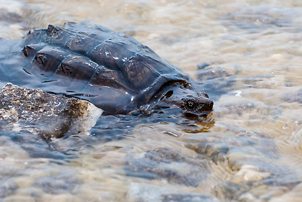 포토 JPG 해외이미지 야생동물 북아메리카 사람없음 미국 거북이 해외포토 동물 파충류 아메리카 파일형식 이미지허브