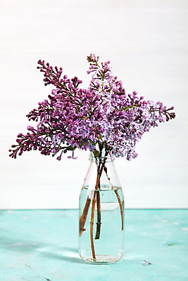 포토 JPG 해외이미지 식물 디자인 꽃 분홍색 꽃다발 백그라운드 잎 꽃무늬 자연 유리 친절 주택 선물 미술 사람없음 장식 빛 정원 꽃병 보라색 봄 벚꽃 흰색 나뭇가지 신선 5월 다발 제비꽃 유기농 원예 질감 향기 엽서 향 라일락 구성 정물화 그리너리 해외포토 나무 웰빙 계절 컬러 무늬 재질 문화예술 취미 건물 날짜 편지 그림 생태계 냄새 파일형식 트랜드컬러 이미지허브