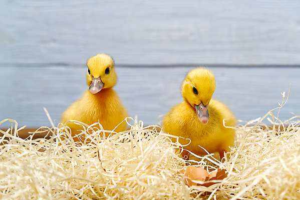 포토 JPG 해외이미지 동물 야생동물 어린이 농업 날개 자연 조류 부활절 오리 털 병아리 사람없음 야외 반려동물 농장 노란색 봄 흰색 아기 신생아 그룹 달콤 작음 깃털 부리 부드러움 거위 솜털 청둥오리 물갈퀴 내추럴 고립 해외포토 계절 기념일 산업 컬러 사람 감각 맛 크기 생태계 파일형식 이미지허브