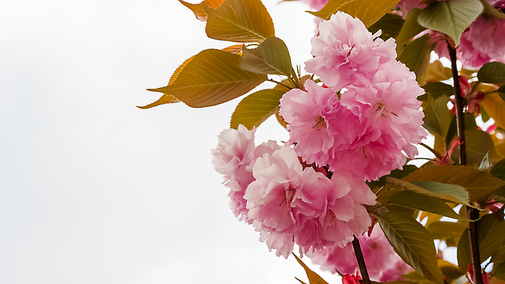 포토 JPG 해외이미지 나무 식물 디자인 배너 계절 꽃잎 꽃 분홍색 백그라운드 잎 꽃무늬 패턴 일러스트 자연 벽지 하늘 추상 휴가 건강 미술 동양인 풍경 사람없음 장식 빨간색 빛 컬러풀 정원 일본 봄 벚꽃 흰색 나뭇가지 신선 개화 체리 닫기 떨어짐 소프트포커스 4월 묘사 원예 질감 보케 부드러움 내추럴 블러 살구 해외포토 아시아 컬러 컨셉 무늬 과일 모션 문화예술 촬영기법 인종 취미 감각 날짜 생태계 파일형식 이미지허브