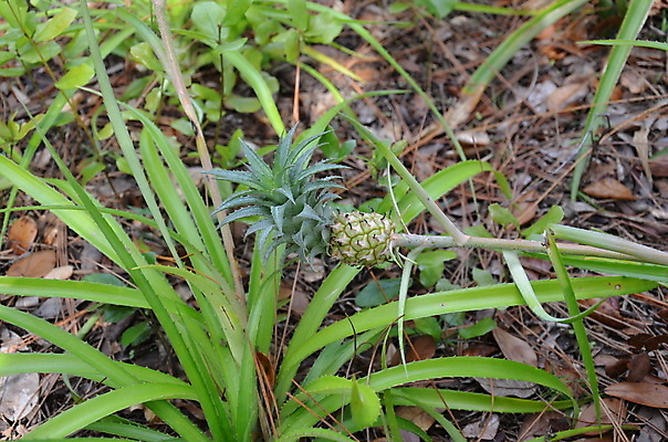 포토 JPG 해외이미지 식물 잎 자연 사람없음 야외 초록색 못 가시 날카로움 해외포토 컬러 공구 생태계 파일형식 이미지허브