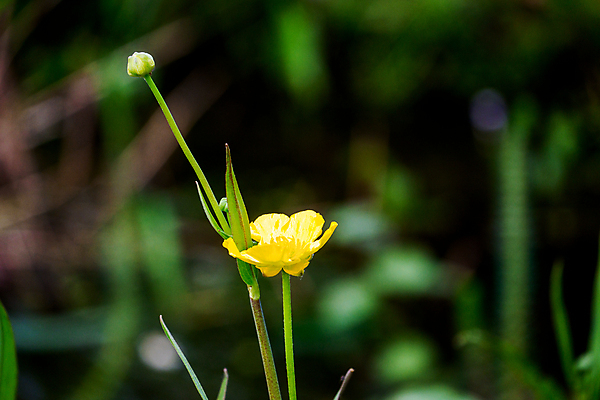 포토 JPG 해외이미지 식물 꽃잎 꽃 백그라운드 잎 꽃무늬 패턴 밭 자연 사람없음 초록색 노란색 봄 벚꽃 시골 개화 내추럴 해외포토 계절 컬러 무늬 농업 생태계 파일형식 이미지허브
