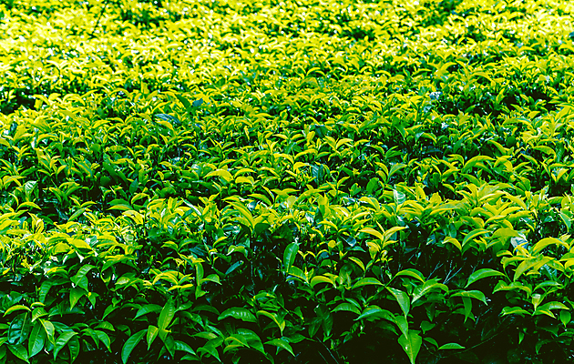 포토 JPG 해외이미지 나무 식물 전통 계절 아시아 잎 밭 농업 자연 산 파노라마 풍경 사람없음 초록색 농작물 농장 농경지 계곡 수확 성장 신선 차 땅 인도인 허브 언덕 에코 유기농 장면 내추럴 산악지대 스리랑카 세련 해외포토 외국인 웰빙 나라 산업 음료 컬러 촬영기법 동양인 환경 생태계 파일형식 이미지허브