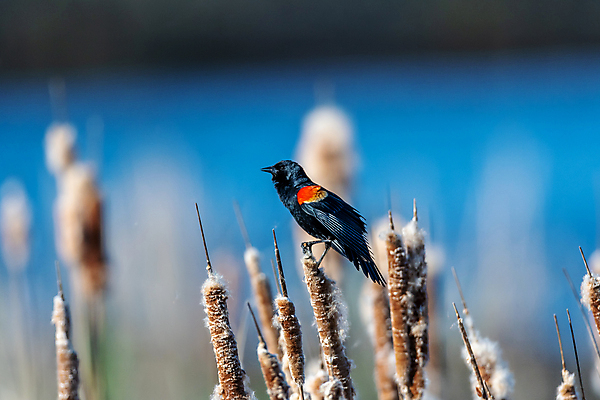 포토 JPG 해외이미지 동물 야생동물 북아메리카 조류 사람없음 미국 해외포토 아메리카 파일형식 이미지허브