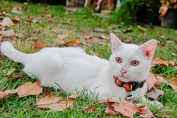 포토 JPG 해외이미지 동물 1 응시 공원 행복 얼굴 백그라운드 밭 장난 포유류 자연 놀이 털 성인 사람없음 야외 초록색 여름 반려동물 정원 고양이 봄 산책 회색 흰색 양 작음 솜털 기르기 해외포토 시선 계절 공공시설 감정 컬러 농업 휴식 사람 신체부위 크기 생태계 돌봄 파일형식 이미지허브
