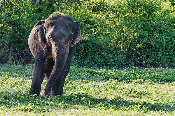 포토 JPG 해외이미지 동물 공원 남자 아시아 얼굴 야생동물 여행 포유류 청소년 자연 초식동물 코끼리 동양인 사람없음 초록색 머리 걷기 환경 힘 폭포 회색 아기 황무지 고독 숲 큼 인도인 먹기 사파리 황소 상아 멸종 내추럴 송아지 스리랑카 전국 해외포토 외국인 공공시설 감정 나라 새끼 컬러 모션 사람 인종 신체부위 소 크기 생태계 파일형식 이미지허브