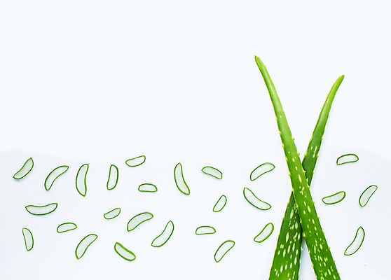 포토 JPG 해외이미지 스튜디오촬영 단면 실내 사람없음 하이앵글 흰배경 알로에 해외포토 식물 뷰포인트 백그라운드 내부 흰색 파일형식 이미지허브