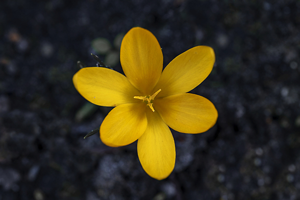 포토 JPG 해외이미지 식물 꽃잎 꽃 백그라운드 잎 꽃무늬 자연 사람없음 초록색 노란색 정원 스파 봄 벚꽃 흰색 신선 내추럴 해외포토 계절 컬러 무늬 생태계 파일형식 이미지허브