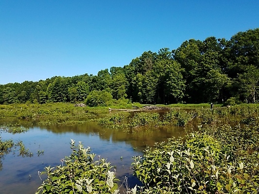 포토 JPG 해외이미지 나무 식물 호수 주택 사람없음 야외 초록색 물 나뭇가지 연못 막대기 습지 오두막 비버 해외포토 자연요소 컬러 건물 파일형식 이미지허브