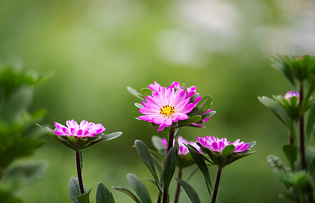 포토 JPG 해외이미지 식물 공원 꽃 분홍색 백그라운드 꽃무늬 밭 자연 주택 국화 그림자 사람없음 장식 빨간색 여름 정원 중국 봄 벚꽃 허브 원예 데이지 러시아 지역 모스크바 카피스페이스 해외포토 계절 공공시설 유럽 아시아 컬러 무늬 농업 취미 건물 공백 생태계 파일형식 이미지허브