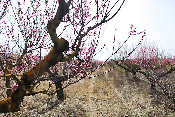 포토 JPG 해외이미지 나무 식물 계절 꽃 분홍색 백그라운드 꽃무늬 밭 농업 자연 하늘 풍경 사람없음 초록색 농장 정원 계곡 봄 벚꽃 나뭇가지 시골 신선 개화 체리 과수원 4월 원예 보케 아로마 복숭아 자두 내추럴 살구 천도복숭아 해외포토 산업 컬러 무늬 과일 취미 날짜 생태계 파일형식 이미지허브