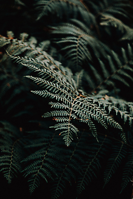 포토 JPG 해외이미지 백그라운드 잎 자연 사람없음 초록색 양치식물 해외포토 식물 컬러 생태계 파일형식 이미지허브