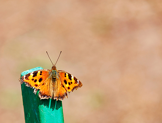 포토 JPG 해외이미지 동물 응시 공원 꽃 야생동물 나비 곤충 백그라운드 꽃무늬 패턴 날개 오렌지 자연 종류 사람없음 초록색 컬러풀 노란색 귀여움 환경 정원 검은색 침묵 봄 활발 최고 우아함 만족 생물학 내추럴 생태학 카피스페이스 해외포토 식물 시선 계절 공공시설 교육 감정 컬러 컨셉 무늬 과일 소리 공백 생태계 파일형식 이미지허브