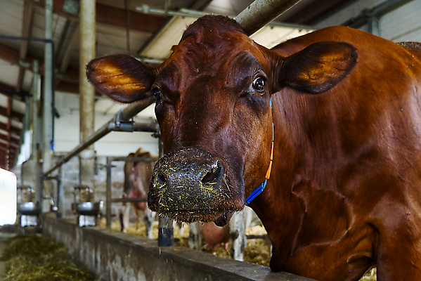 포토 JPG 해외이미지 동물 산업 음식 농업 포유류 공장 실내 사람없음 건물 농장 갈색 머리 농사 검은색 가축 목장 소고기 우유 흰색 시골 입 그룹 소 볏짚 군중 방목 먹기 생태계 코 헛간 송아지 외양간 밭일 해외포토 건축물 새끼 컬러 공업 모션 유제품 육류 사람 내부 신체부위 짚 축산업 저장고 파일형식 이미지허브