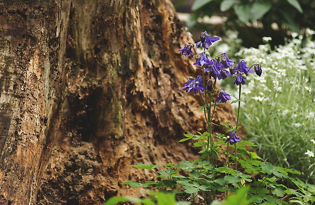 포토 JPG 해외이미지 나무 식물 꽃 꽃무늬 자연 사람없음 초록색 갈색 보라색 봄 벚꽃 종 작음 제비꽃 나무껍질 캄파눌라 해외포토 계절 컬러 무늬 껍질 크기 생태계 파일형식 이미지허브