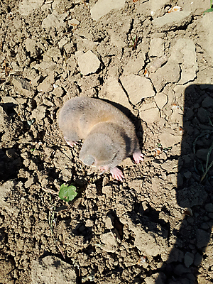 포토 JPG 해외이미지 동물 지구 야생동물 포유류 털 종류 사람없음 갈색 머리 정원 봄 회색 구멍 치아 해충 쥐 설치류 위험 공격 삽 피부 언덕 지하 두더지 땅바닥 스텝 시각장애인 해외포토 계절 컬러 컨셉 모션 바닥 신체부위 소화기관 벌레 장애인 파일형식 이미지허브