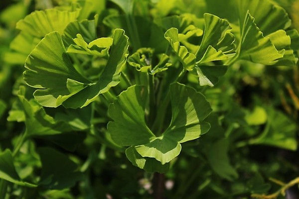 포토 JPG 해외이미지 식물 자연 건강 사람없음 초록색 정원 테라피 내추럴 해외포토 컬러 뷰티 생태계 파일형식 이미지허브