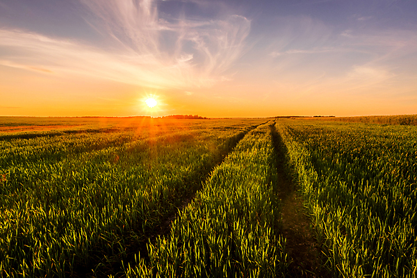 포토 JPG 해외이미지 식물 길 줄기 밭 농업 자연 아침 옥수수 씨앗 풍경 사람없음 초록색 여름 햇빛 태양 농경지 새싹 일출 황혼 일몰 새벽 성장 광선 시골 저녁 낟알 땅 시리얼 밀 귀 밭일 선로 줄서기 호밀 수평선 세련 해외포토 주간 자연요소 계절 산업 음식 컬러 모션 곡류 신체부위 농장 노을 야간 생태계 파일형식 이미지허브