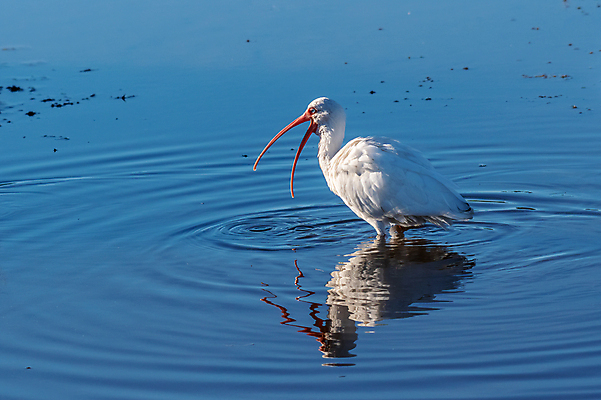 포토 JPG 해외이미지 동물 북아메리카 조류 사람없음 미국 플로리다 해외포토 아메리카 파일형식 이미지허브