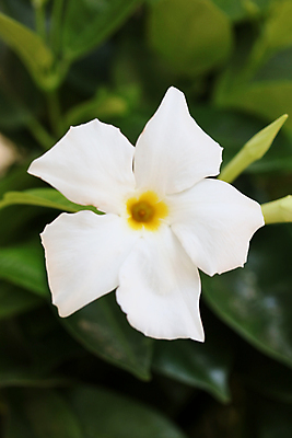 포토 JPG 해외이미지 식물 계절 꽃잎 꽃 유럽 잎 꽃무늬 자연 발렌타인데이 종류 사랑 사람없음 야외 장식 여름 컬러풀 노란색 놀람 이탈리아 벚꽃 가을 흰색 개화 센터 정상 묘사 트럼펫 포도나무 잡종 내추럴 기르기 아열대 영원 브라질사람 해외포토 감정 나라 컬러 무늬 데이이벤트 표정 과일나무 금관악기 생태계 돌봄 파일형식 이미지허브