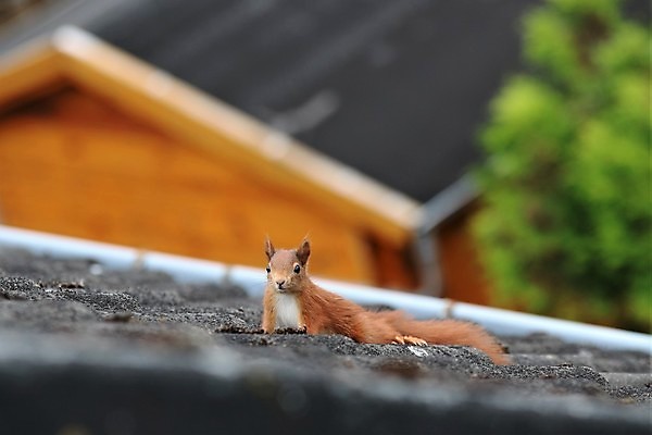 포토 JPG 해외이미지 동물 야생동물 포유류 자연 지붕 주택 사람없음 야외 달리기 갈색 걷기 검은색 가장자리 옥상 다람쥐 내추럴 동물상 해외포토 컬러 모션 건물 조형물 둘레 설치류 생태계 파일형식 이미지허브