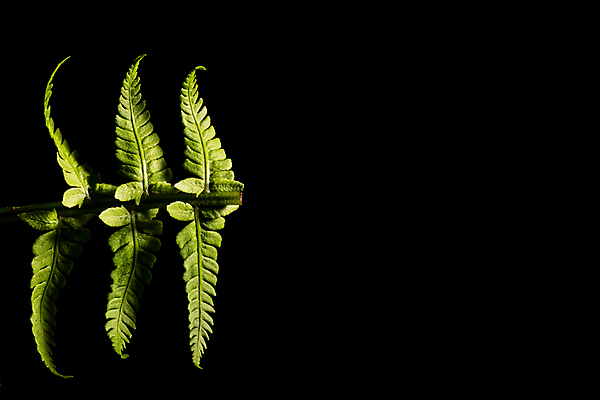 포토 JPG 해외이미지 스튜디오촬영 식물 줄기 잎 자연 검은배경 사람없음 초록색 빛 사진촬영 활발 성장 그림 내추럴 고립 양치류 취급주의 카피스페이스 해외포토 컬러 백그라운드 컨셉 실내 경고 검은색 촬영 공백 생태계 파일형식 이미지허브