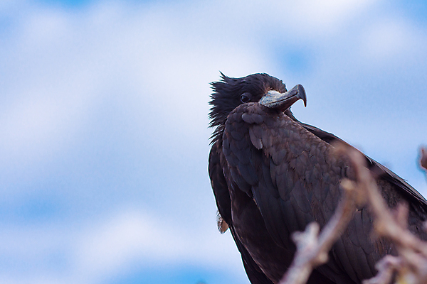 포토 JPG 해외이미지 동물 척추동물 조류 하늘 사람없음 부리 에콰도르 해외포토 남아메리카 파일형식 이미지허브