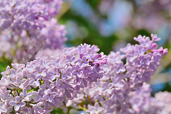 포토 JPG 해외이미지 나무 식물 계절 공원 꽃잎 꽃 야생동물 분홍색 백그라운드 꽃무늬 자연 사람없음 야외 정원 맑음 보라색 봄 성장 벚꽃 나뭇가지 개화 체리 그룹 소프트포커스 큼 5월 다발 보케 부드러움 라일락 파스텔톤 해외포토 동물 공공시설 컬러 무늬 과일 날씨 촬영기법 감각 날짜 크기 생태계 파일형식 이미지허브