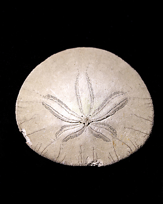 포토 JPG 해외이미지 모양 동물 디자인 모래 바다 백그라운드 패턴 자연 검은배경 추상 조개 연체동물 건조 골격 항해 미술 사람없음 그래픽 장식 달러 검은색 껍질 흰색 원형 플랫 닫기 심볼 오브젝트 질감 기념품 내추럴 고립 정물화 해외포토 도형 컬러 돈 무늬 배_교통 모션 문화예술 어패류 무척추동물 그림 생태계 파일형식 이미지허브