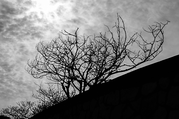 포토 JPG 해외이미지 나무 식물 구름 계절 공원 실루엣 백그라운드 겨울 패턴 밭 자연 하늘 추상 흑백 풍경 사람없음 야외 목재 환경 검은색 봄 회색 추위 올려보기 가을 흰색 나뭇가지 숲 관목 윤곽 반대 내추럴 벌거벗은 해외포토 자연요소 공공시설 컬러 무늬 농업 재료 모션 촬영기법 생태계 파일형식 이미지허브