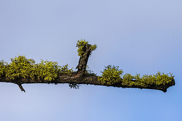 포토 JPG 해외이미지 나무 식물 구름 계절 백그라운드 자연 하늘 추상 건조 풍경 사람없음 야외 목재 파란색 환경 맑음 나뭇가지 시골 죽음 숲 장면 나무껍질 내추럴 고립 벌거벗은 옛날 해외포토 자연요소 컬러 무늬 재료 날씨 껍질 생태계 파일형식 이미지허브