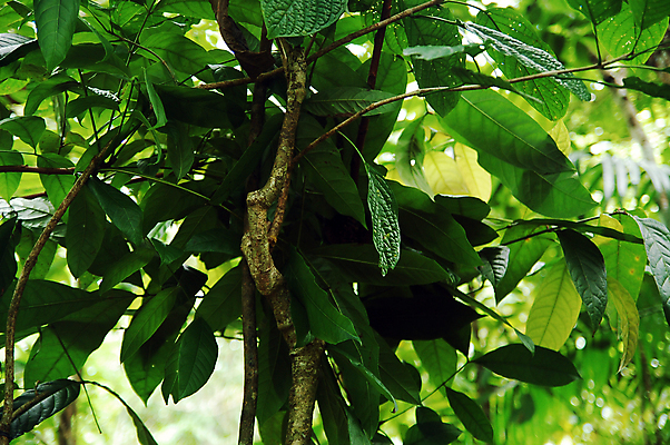 포토 JPG 해외이미지 공원 아시아 잎 자연 사람없음 야외 초록색 나뭇가지 해외포토 나무 식물 공공시설 나라 컬러 생태계 파일형식 이미지허브