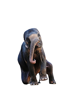 포토 JPG 해외이미지 나무 동물 아시아 여행 백그라운드 포유류 태국 자연 코끼리 그림자 사람 동양인 사람없음 야외 물 강 바구니 목욕 흰색 잠 개울 던지기 운전사 떨어짐 숲 그늘 테두리 수로 쇼 거짓말 샤워실 해외포토 자연요소 식물 직업 나라 컬러 컨셉 모션 인종 청결 생태계 샤워시설 파일형식 이미지허브