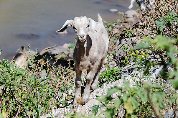 포토 JPG 해외이미지 동물 응시 행복 얼굴 백그라운드 농업 포유류 자연 염소 사람없음 야외 초록색 여름 농장 머리 검은색 가축 우유 흰색 시골 먹기 고립 해외포토 시선 계절 감정 산업 컬러 모션 유제품 신체부위 생태계 파일형식 이미지허브