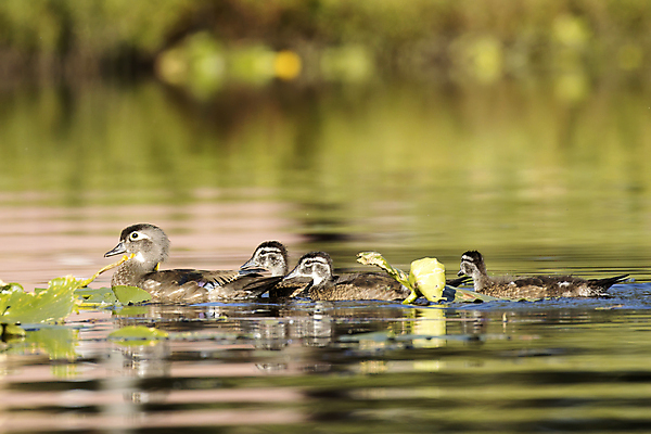 포토 JPG 해외이미지 동물 공원 여자 호수 야생동물 백그라운드 가족 청소년 자연 조류 엄마 오리 병아리 사람없음 야외 목재 초록색 물 컬러풀 반사 갈색 환경 수영 봄 아기 연못 습지 작음 깃털 부리 물새 내추럴 서쪽 선두 해외포토 자연요소 나무 계절 공공시설 컬러 재료 관계 사람 수상스포츠 크기 방향 생태계 파일형식 이미지허브
