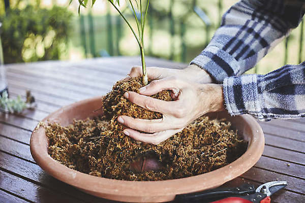 포토 JPG 해외이미지 식물 손 꽃 음식 백그라운드 잎 꽃무늬 농업 재료 공 자연 넥타이 건강 이끼 사람없음 장식 초록색 환경 정원 일본 흙 회색 수확 성장 신선 원형 유기농 원예 분재 내추럴 생태학 채식주의자 해외포토 도형 나무 웰빙 잡화 교육 산업 아시아 컬러 무늬 취미 신체부위 생태계 채식 파일형식 이미지허브
