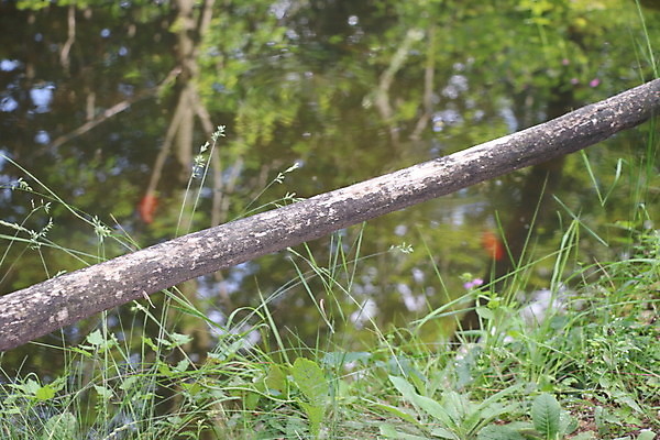 포토 JPG 해외이미지 호수 야생동물 자연 산 사람없음 야외 물 반사 평화 침묵 고요 거울 연못 황무지 당구 알프스 웅덩이 해외포토 자연요소 동물 유럽 컨셉 구기 소리 생태계 파일형식 이미지허브