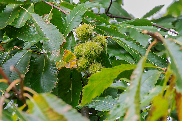 포토 JPG 해외이미지 나무 식물 백그라운드 잎 과일 자연 씨앗 사람없음 목재 초록색 갈색 견과류 껍질 가을 흰색 신선 가시 유기농 내추럴 적갈색 해외포토 웰빙 계절 컬러 재료 생태계 파일형식 이미지허브