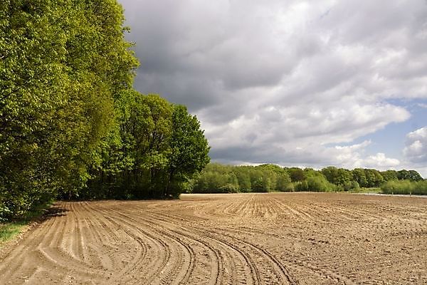 포토 JPG 해외이미지 나무 구름 밭 농업 자연 날씨 풍경 사람없음 어둠 시골 트랙 땅바닥 해외포토 자연요소 식물 산업 바닥 생태계 파일형식 이미지허브